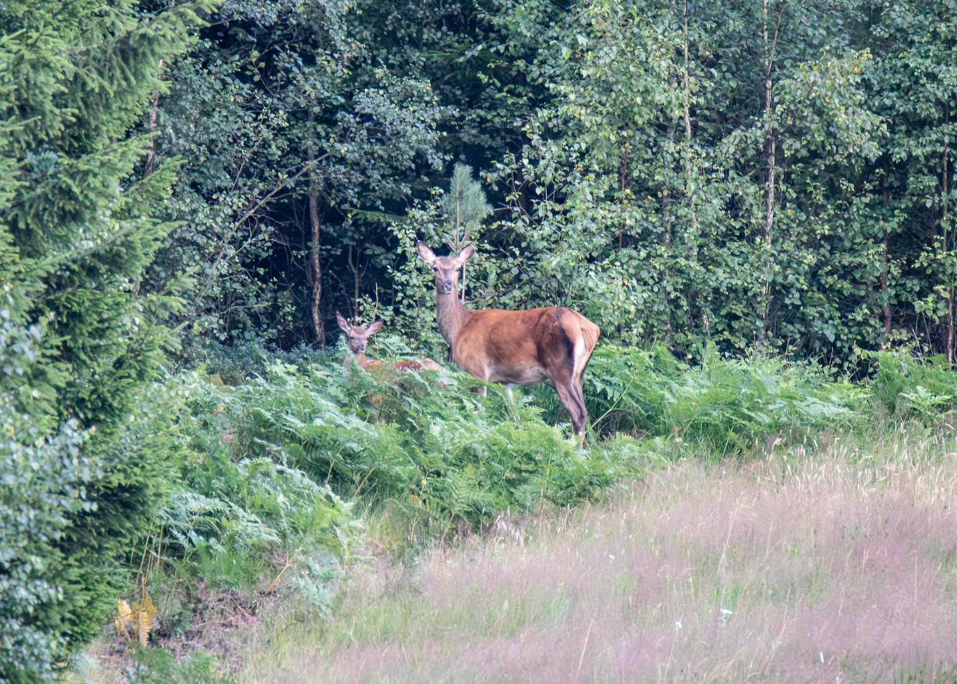 Wild Lodge Nol Kültér fotó