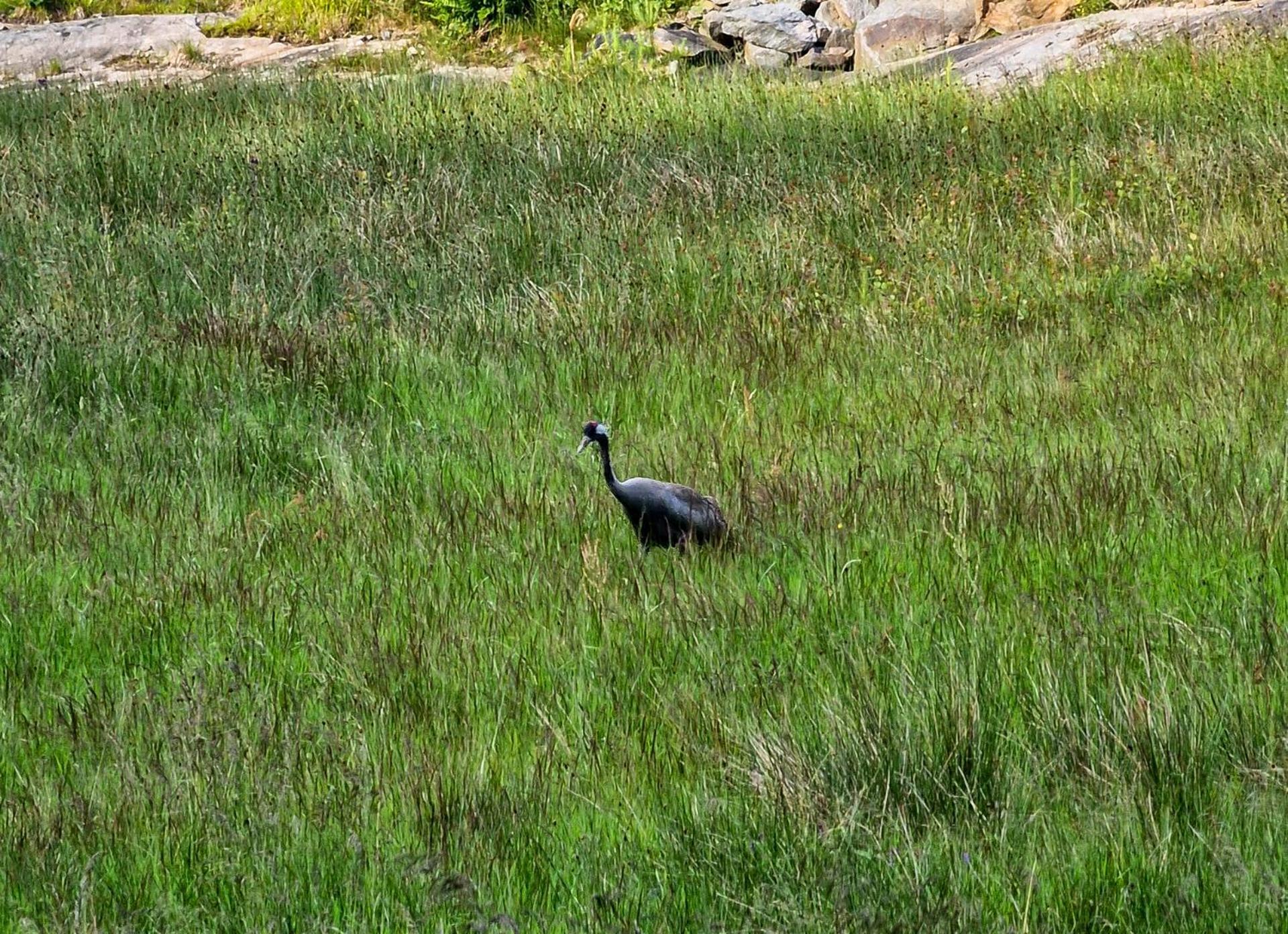 Wild Lodge Nol Kültér fotó
